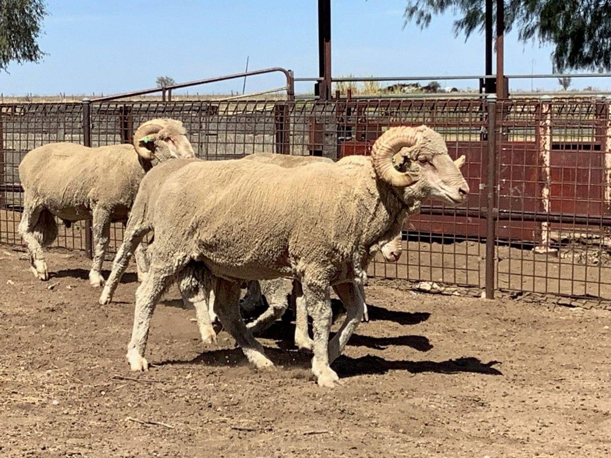 merino-rams-for-sale-at-dunblane-pastoral-holdings-dunblane-pastoral