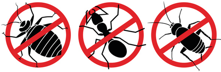 Pest management Cairns