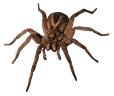 Spider treatment Cairns