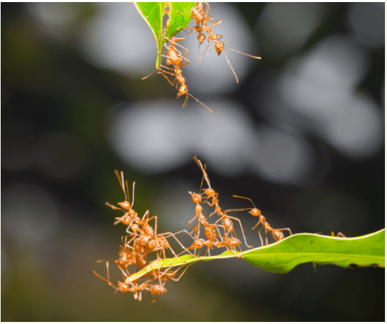 Ant pest control Cairns