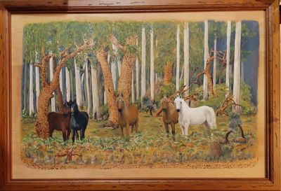 Brumbies in Karri Forrest