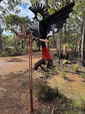 Red-tailedl Cockatoo (Highly Commended)