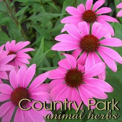 Country Park Echinacea 1kg
