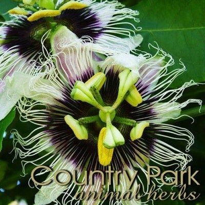 Country Park Passion Flower 1kg