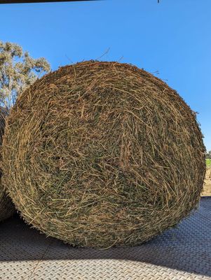 Lucerne Roll