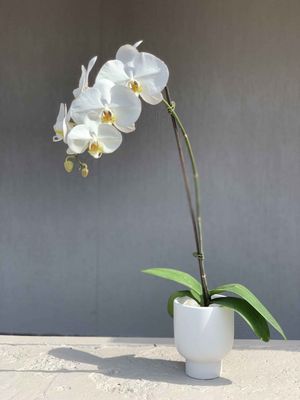 Double Orchid - Large