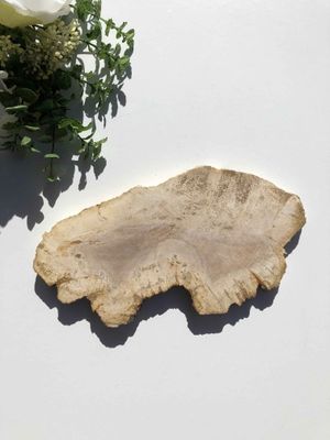 Petrified Wood Slab