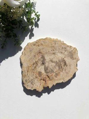 Petrified Wood Slab