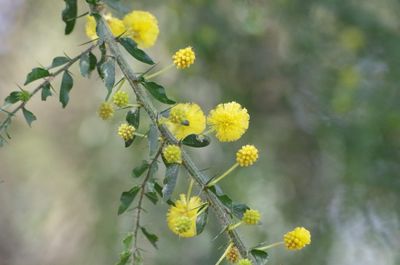Acacia paradoxa (syn A. armata )