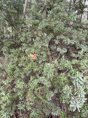 Banksia marginata