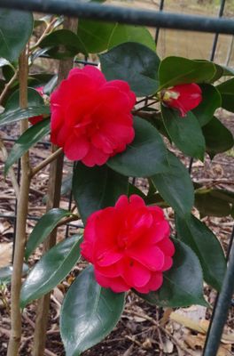 Camellia japonica &#039;Great Eastern&#039;