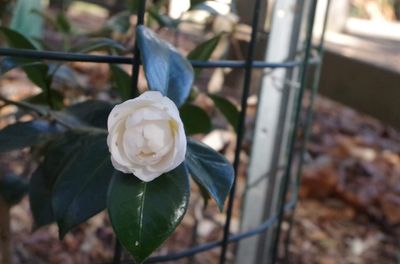 Camellia japonica &lsquo;Aspasia Macarthur&rsquo;