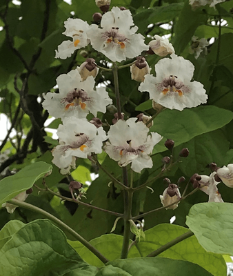 Catalpa bignonioides