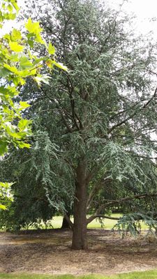 Cedrus atlantica &lsquo;Glauca&rsquo;