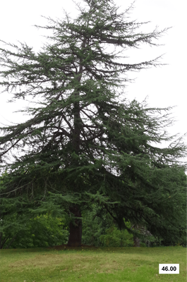 Cedrus deodara