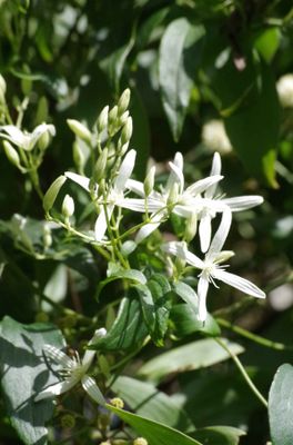 Clematis aristata