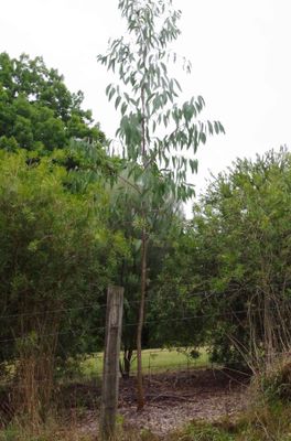 Eucalyptus pauciflora subsp. pauciflora