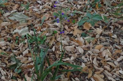 Dianella revoluta