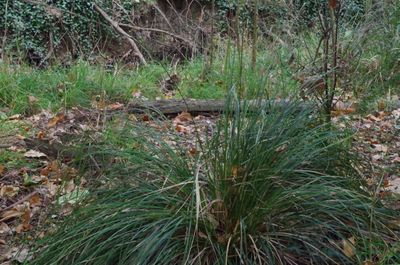 Carex appressa