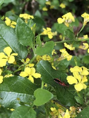 Goodenia ovata