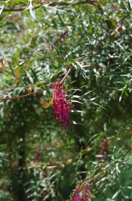 Grevillea &#039;Bronze Rambler&#039;