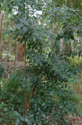 Hedycarya angustifolia