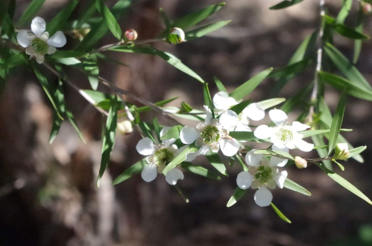 Leptospermum petersonii - lemon scented tea tree Australian Plants Online