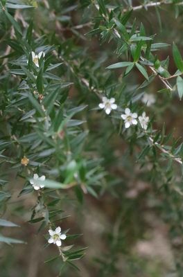 Leptospermum continentale