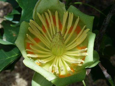 Liriodendron tulipifera
