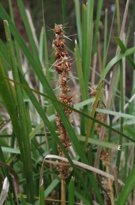 Lomandra longifolia