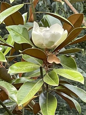 Magnolia grandiflora &lsquo;Exmouth&rsquo;