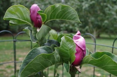 Magnolia liliiflora nigra