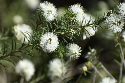 Melaleuca ericafolia