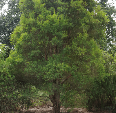 Melaleuca linariifolia