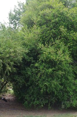 Melaleuca stypheloides