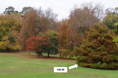 Taxodium distichum