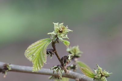 Parrotia persica