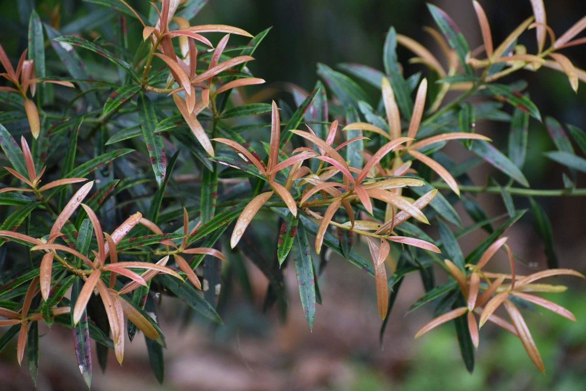 Podocarpus elatus, Australian Native