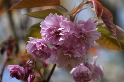 Prunus serrulata &lsquo;Deep Pink&rsquo;