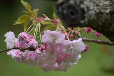 Prunus serrulata &#039;Light Pink&rsquo;