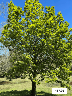 Quercus caneriensis x dentata