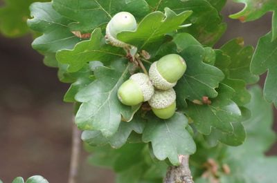 Quercus robur