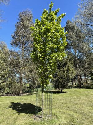 Quercus robur &#039;fastigiata&#039;