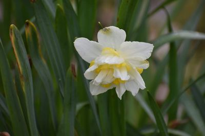 Narcissus sp.