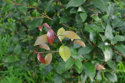 Syzygium smithii,