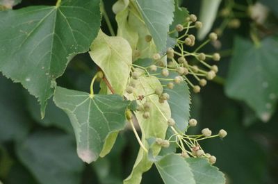 Tilia cordata