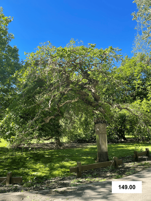 Ulmus glabra &#039;Horizontalis&#039;