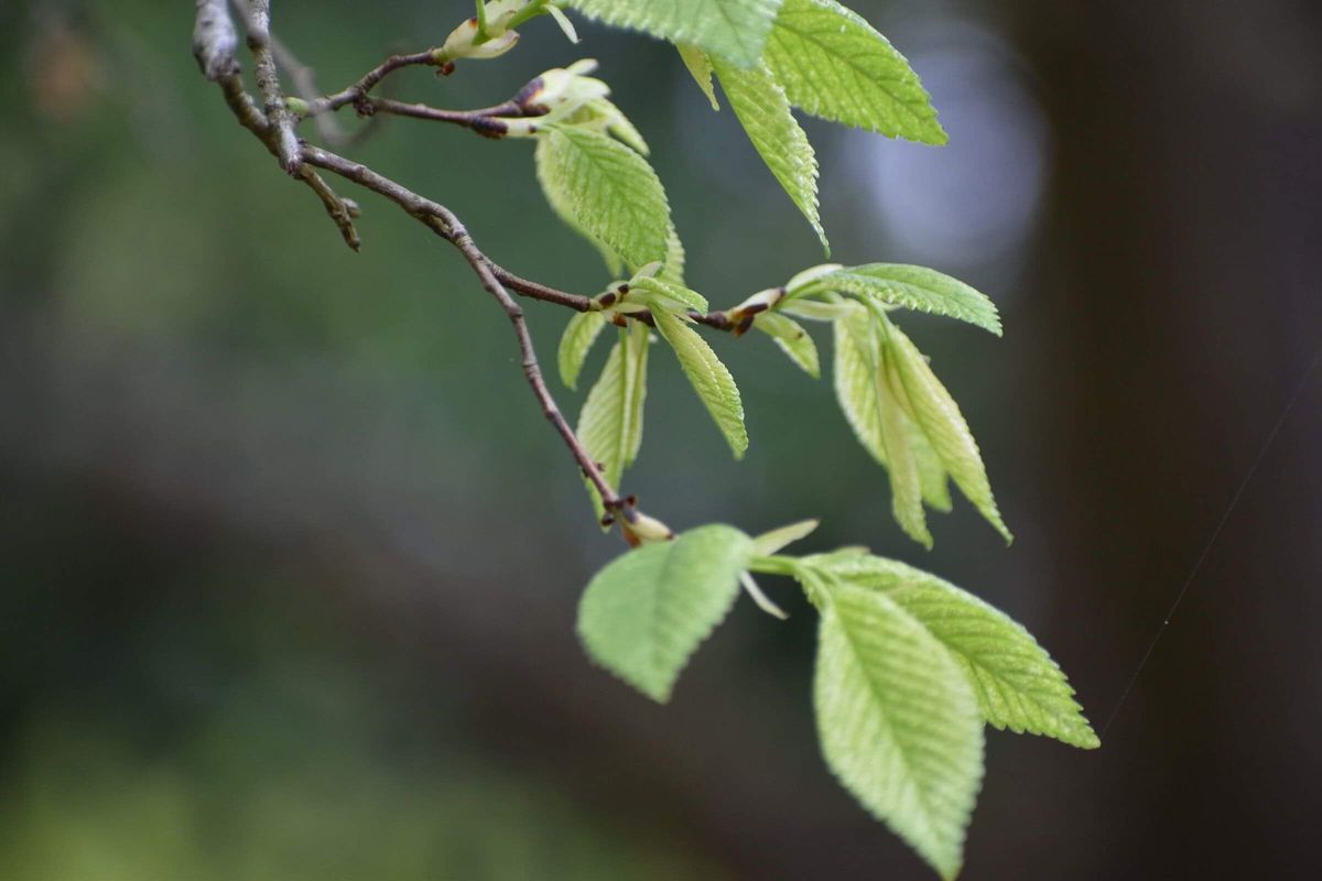 Ulmus minor 'Variegata'.