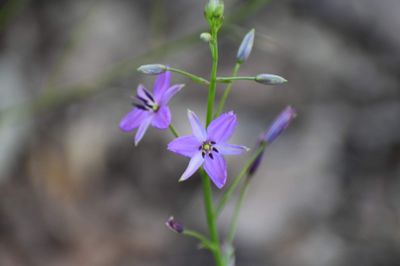 Arthropodium strictum