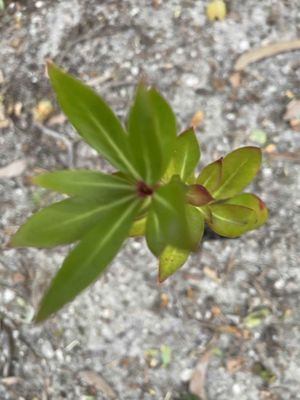 Tasmannia lanceolata